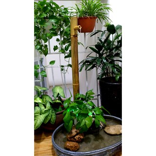 Thác nước phong thủy  tre- Size lớn (60Cm)