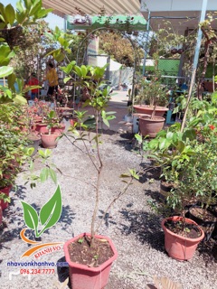 Cherry nhiệt đới sắp ra bông 004