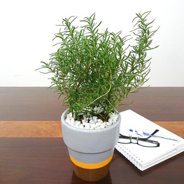 Caykiengsadec - Cây hương thảo - rosemary - cây gia vị với hương thơm dịu nhẹ, vừa đuổi muỗi lại giúp thư giãn