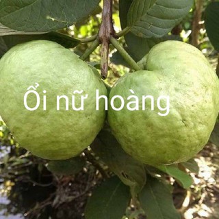 CÂY GIỐNG ỔI NỮ HOÀNG