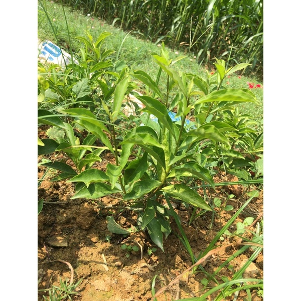 Cây giống nhài nhật