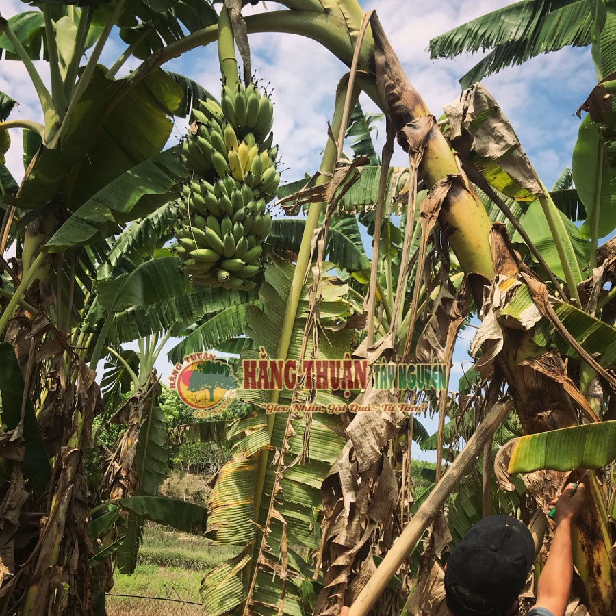 Chuối Sấy Dẻo Hằng Thuận Tây Nguyên