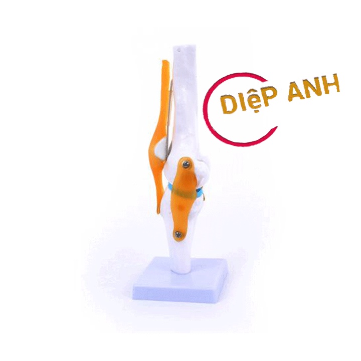 Mô hình khớp gối có dây chằng- MÔ TẢ CHI TIẾT- RÕ NÉT