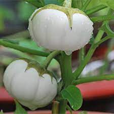 hạt giống Cà pháo trắng