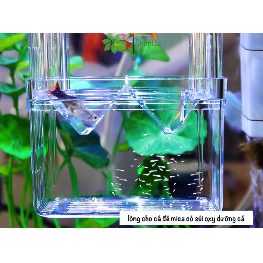 Lồng đẻ cho cá, tép bằng mika, box tách cá đẻ, có vòi sủi oxy dưỡng cá kích thước 10.2*8.2*13.3CM