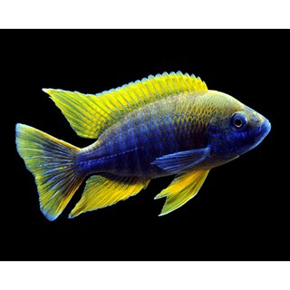 thức ăn cá Ali (Ali Cichlid Food) 100Gr