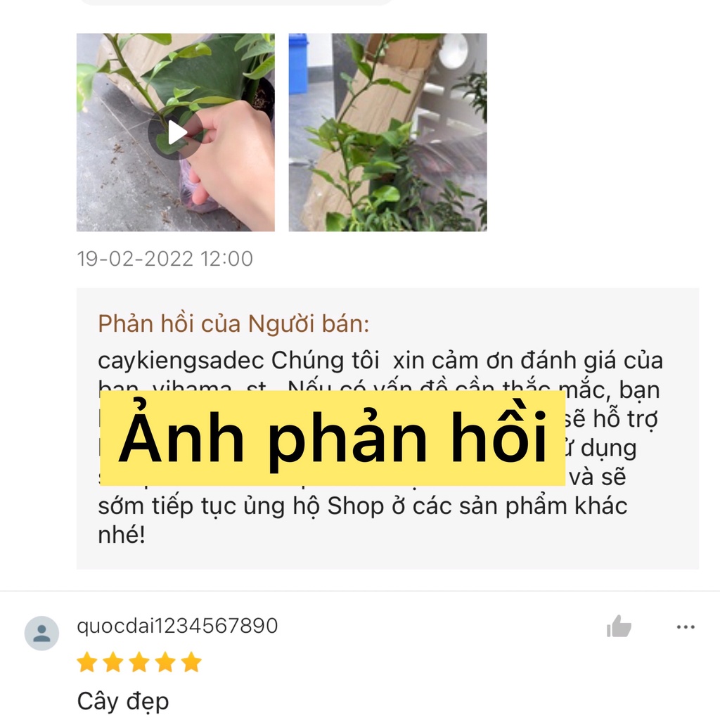 Cây chúc  tặng phân bón