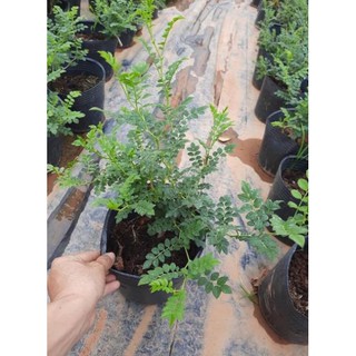 [ XẢ - CẮT LỖ] Hồng Plena- lá me
