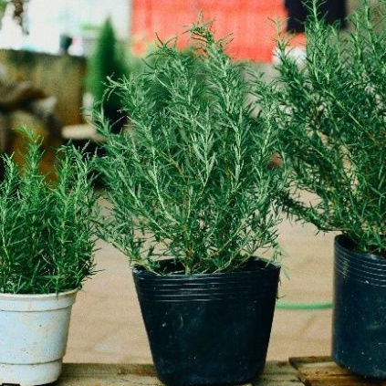 Cây hương thảo rosemary size lỡ gốc già