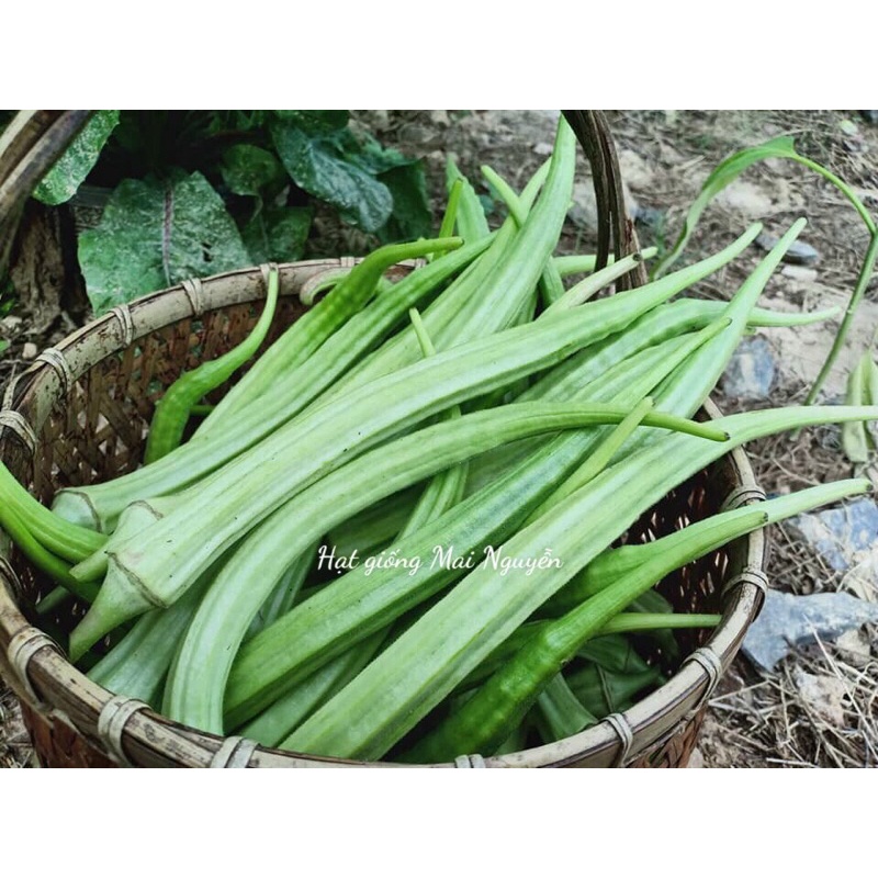 Hạt giống đậu bắp siêu dài Cowy_ Nảy 99%