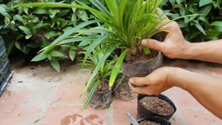1 khóm cây lá Nếp thơm