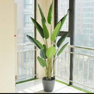 Cây chuối giả cảnh cao1.6 met