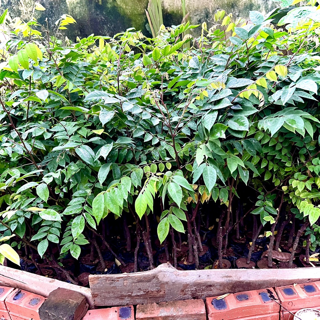 Cây khế ngọt cao 40-50cm ra trái sau 5 tháng ( ảnh thật)