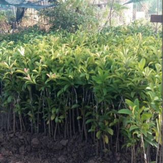 Cây hồng xiêm xoài giống