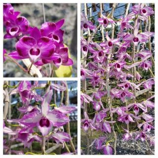 Trầm 6 mắt lai chớp Mỹ giống