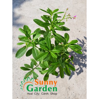 Cây Sâm Đất ( Thổ Sâm)