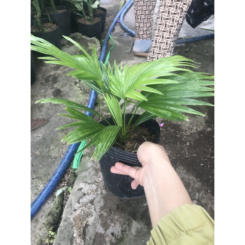Caykiengsadec - Cây cọ Nhật tặng phân bón - hoa kiểng lá - cây phong thủy - trang trí nội thất