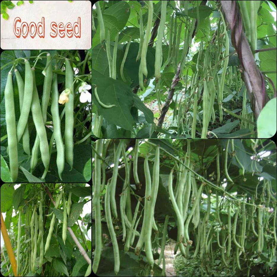 Gói 50 gam - HẠT GIỐNG ĐẬU TRẠCH LAI F1 GIỐNG CHỐNG CHỊU SÂU BỆNH