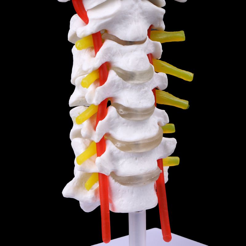 Wer Mô Hình Cột Sống Giải Phẫu Cột Sống Động Kích Thước Lớn