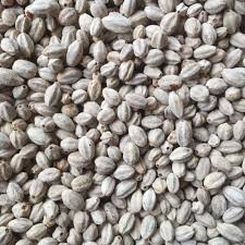 1kg hạt giống xoan ta