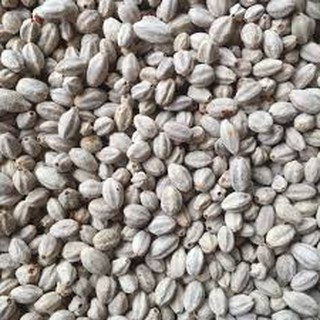 1kg hạt giống xoan ta
