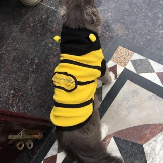 Áo con ong sang chảnh cho chó mèo