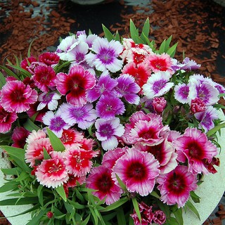 15 Hạt giống Hoa Cẩm Chướng Chùm Mix nhiều màu nhập khẩu