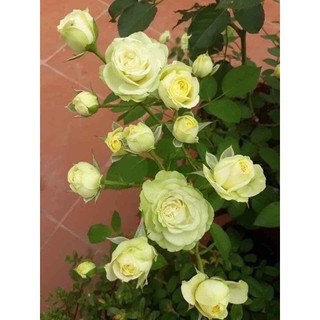Hoa hồng giống. Rễ trần