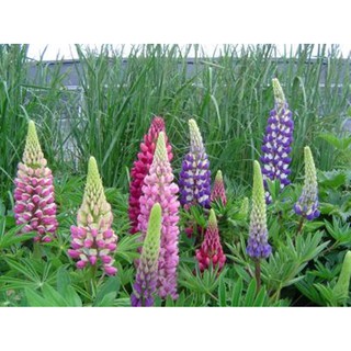 Hạt giống hoa Đậu lupin