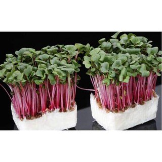 Rau Mầm Củ Cải Đỏ ( kg )
