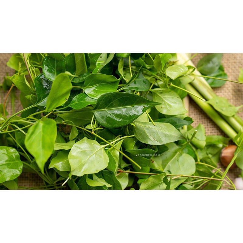 CÂY GIỐNG LÁ GIANG