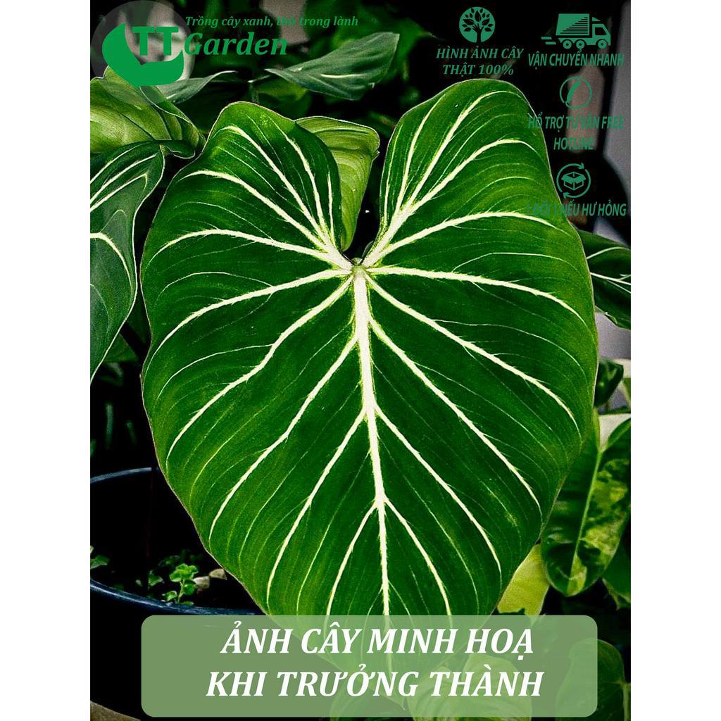 Philodendron Glorisosum cây giống đẹp, trồng trong nhà, trồng ngoài trời, trồng sân vườn, decor trang trí sân vườn