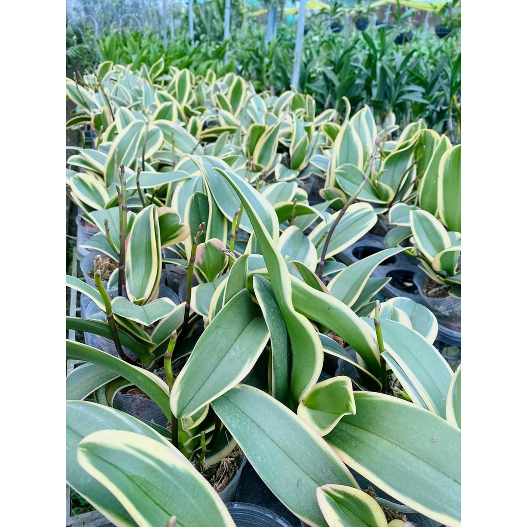 LAN HỒ ĐIỆP LÁ BIÊN MẶT HOA XỔ