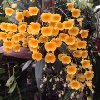 1 khóm hoa vảy rồng(khóm nhỏ)[SHOP UY TÍN]