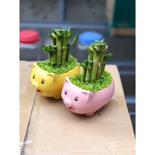 Trúc phú quý chậu heo