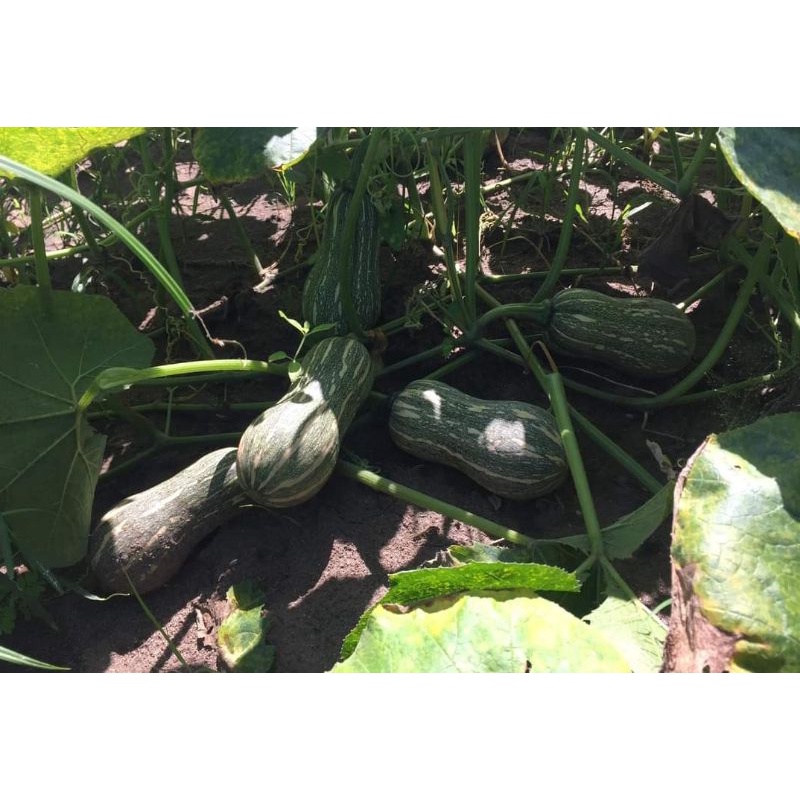 10 HẠT GIỐNG BÍ HẠT ĐẬU