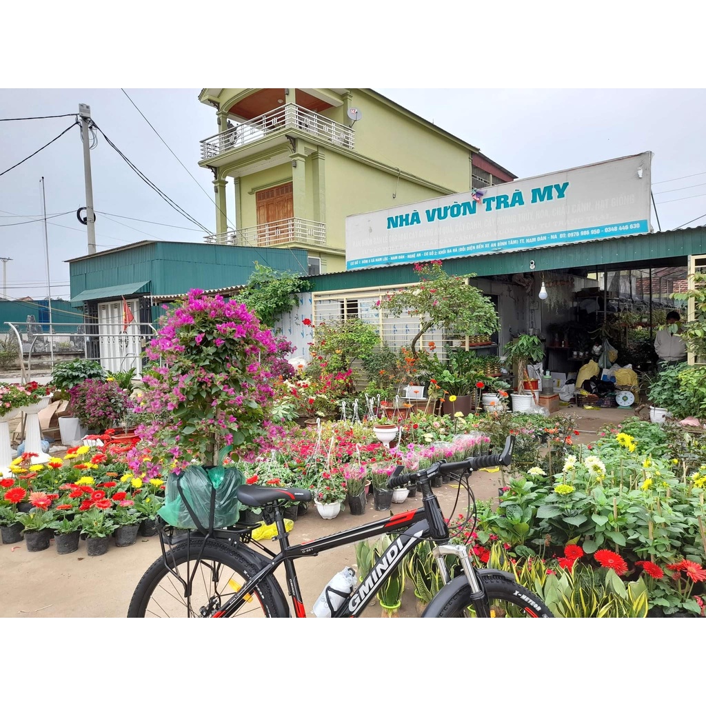 Củ ly cao thơm cho hoa Tết