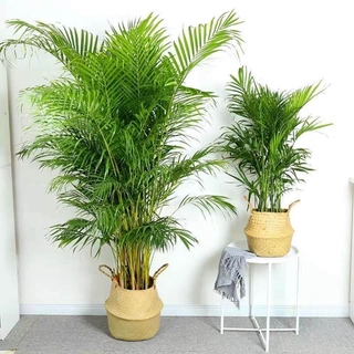 Cây trồng Xanh bốn mùa, cây cảnh trong nhà, hoa, cây quỳ, túi, dừa, Phượng Vĩ, hút Formaldehyde, thức ăn tốt