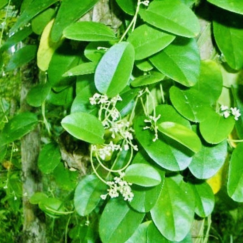 CÂY GIỐNG SƯƠNG SÂM