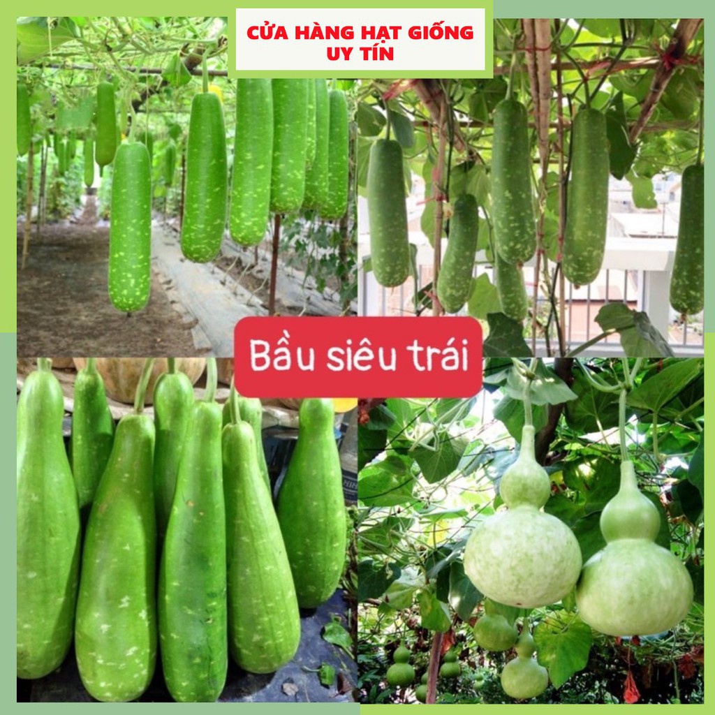 Hạt giống bầu siêu trái f1 dễ trồng năng suất cao kháng bệnh tốt gói 10 hạt cửa hàng hạt giống uy tín