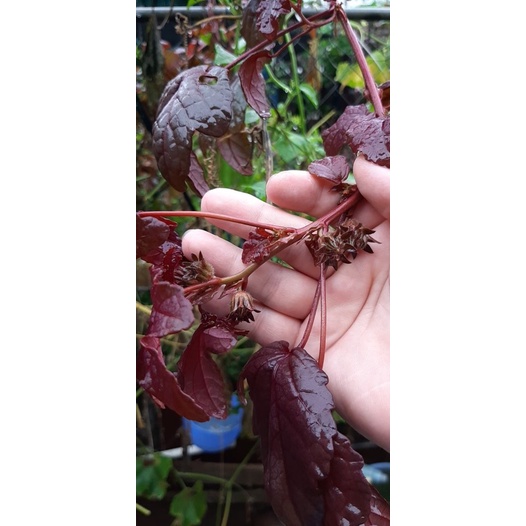 Hạt rau chua gói 10 hạt và 34 hạt nảy mầm 100%