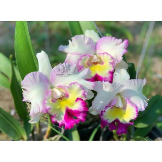 (1 chậu) Hoa lan cattleya hoa thơm, lâu tàn - hàng lá