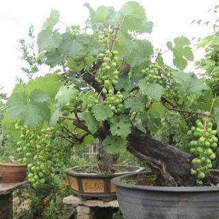 NHO PHÁP TRỒNG CHẬU