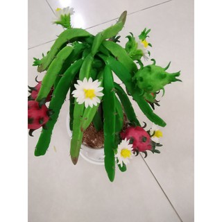 Cây Thanh Long đất sét (hàng thủ công)