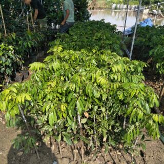 Cây giống nhãn chín sớm