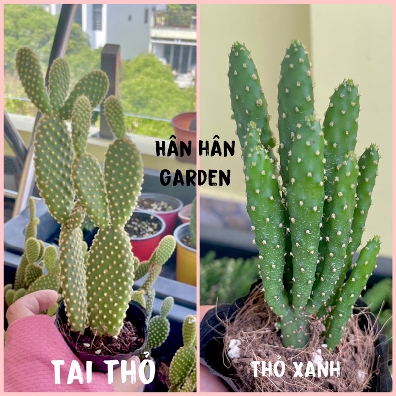 Xương rồng Tai Thỏ - Thỏ Xanh