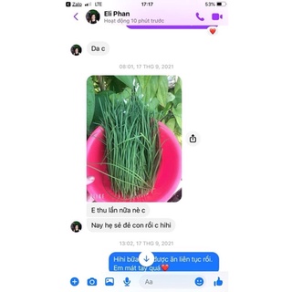 Gốc hẹ lá nhỏ chuẩn 100% (230 gốc)