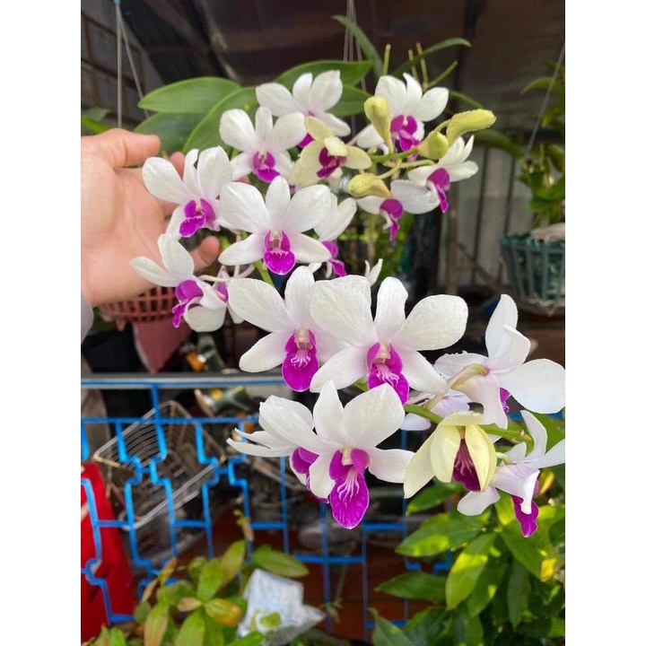 HOA LAN DENRO 5 CÁNH TRẮNG QUỐC DÂN