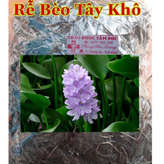 1KG Rễ Bèo Tây ( Lục Bình ) Đã Xử Lý Dùng Chiết Cây