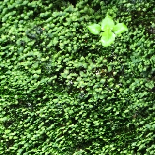 RÊU MINIFISS TRẢI NỀN HỒ THUỶ SINH hộp 5 Tấc